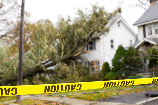 Does Insurance Cover Damage Caused by Trees in Canada?