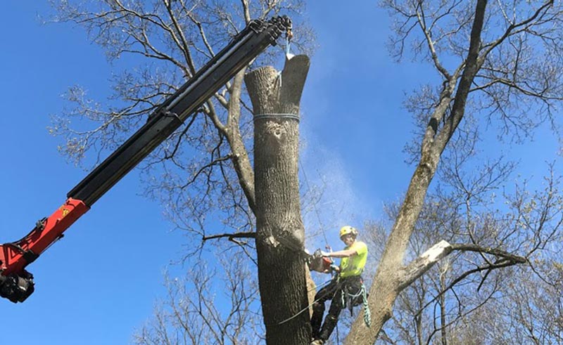 Tree Removal Services | Maple Hill Tree Services