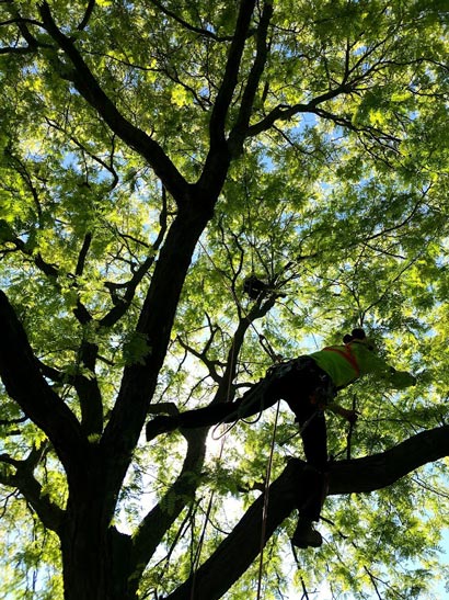 Pruning Tree Service | Maple Hill Tree Services