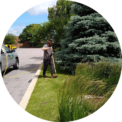 Commercial Service | Maple Hill Tree Services