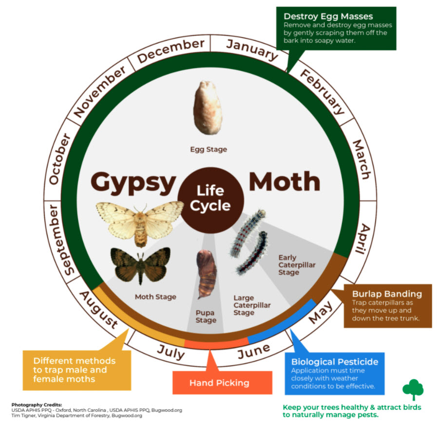 LDD moth cycle