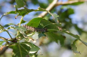 why Do I Have Caterpillars All Over My Trees