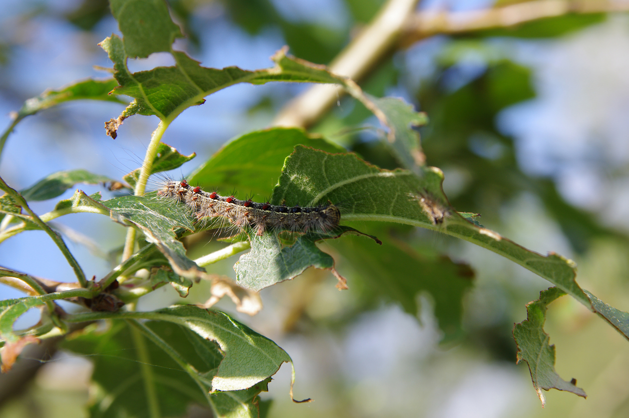 Ask an Arborist Why Do I Have White Moths All Over My Trees