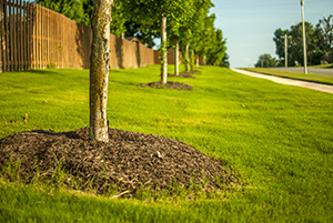 3 Ways to Protect Your Trees During a Drought