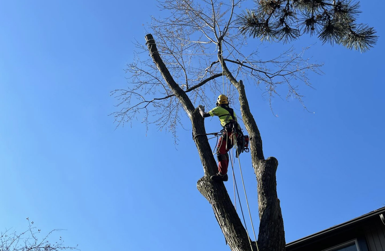 Arborist - Climber - Maple Hill Tree Services