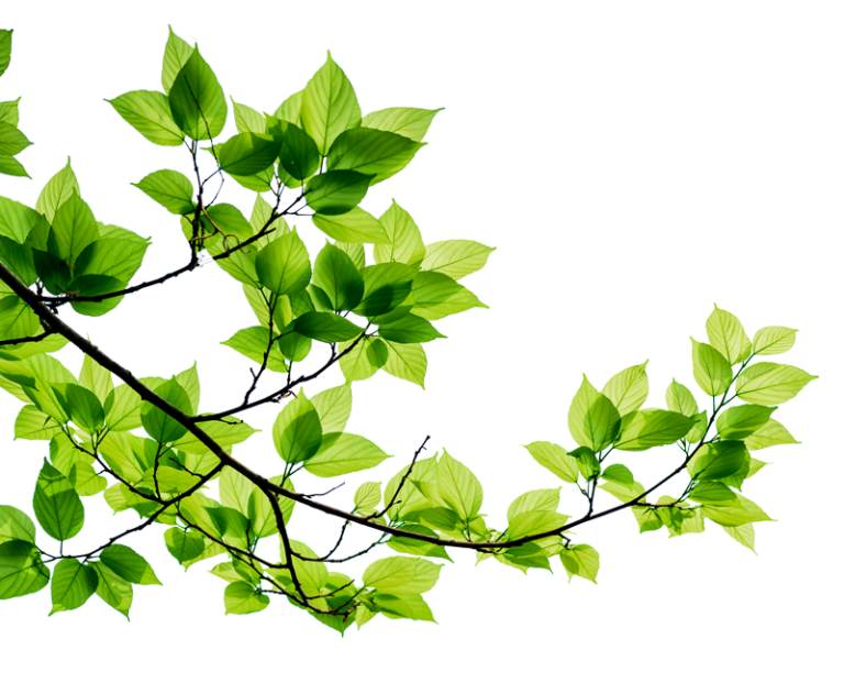 Home Maple Hill Tree Services