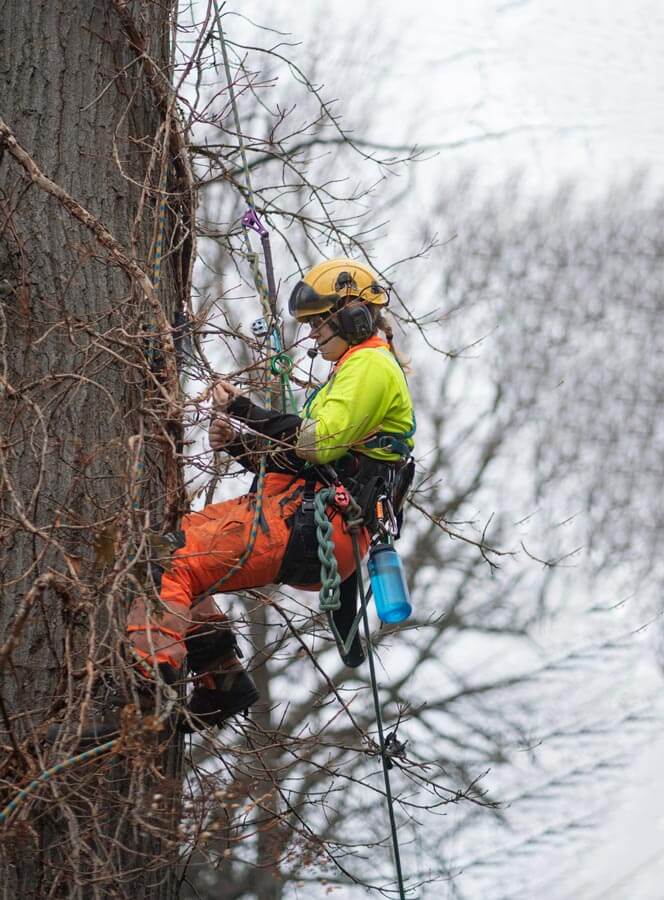 Winter Tree Pruning & Removal - Get a Free Site Visit - Maple Hill Tree ...