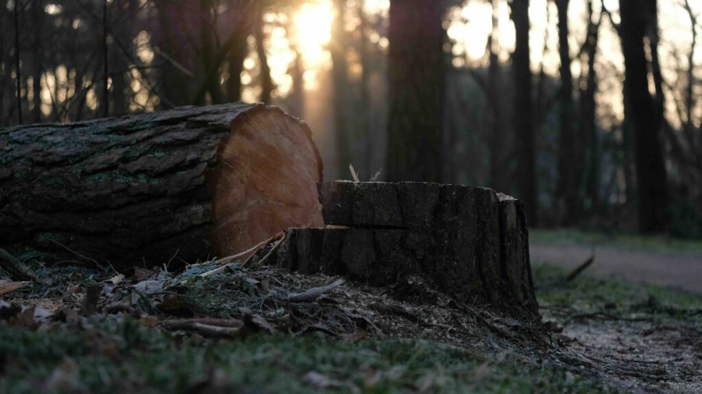 A cross-section of a tree that has recently been cut down in a forest setting